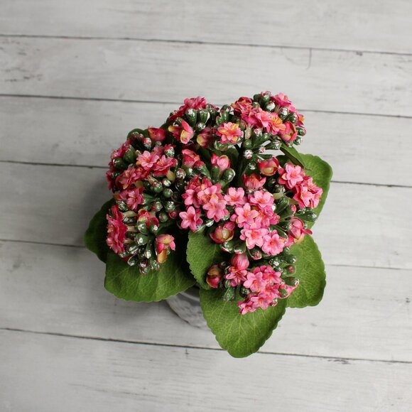 Pink Kalanchoe Artificial Silk Floral Arrangement Potted Flowers Ceramic Pot - Picture 7 of 7